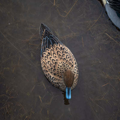 F1FF (Fully Flocked) Pintail Floaters