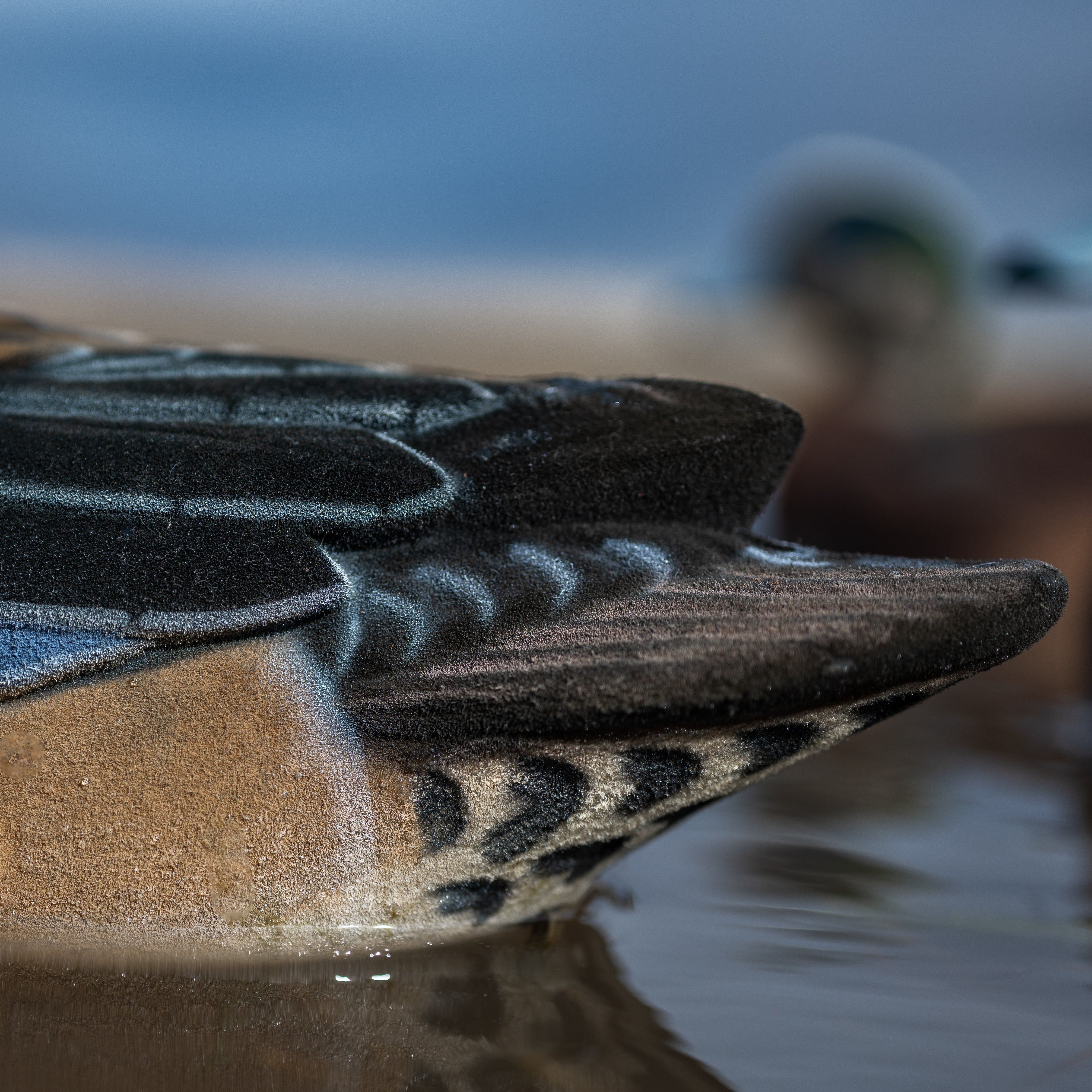 Fully Flocked Wigeon Floaters Floaters