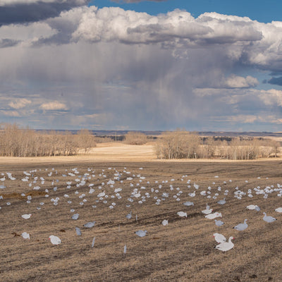 V2 Snow Goose Silhouettes