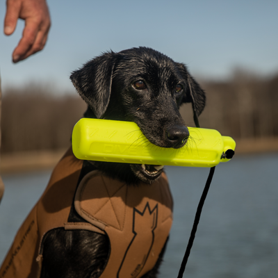 Dog Bumpers