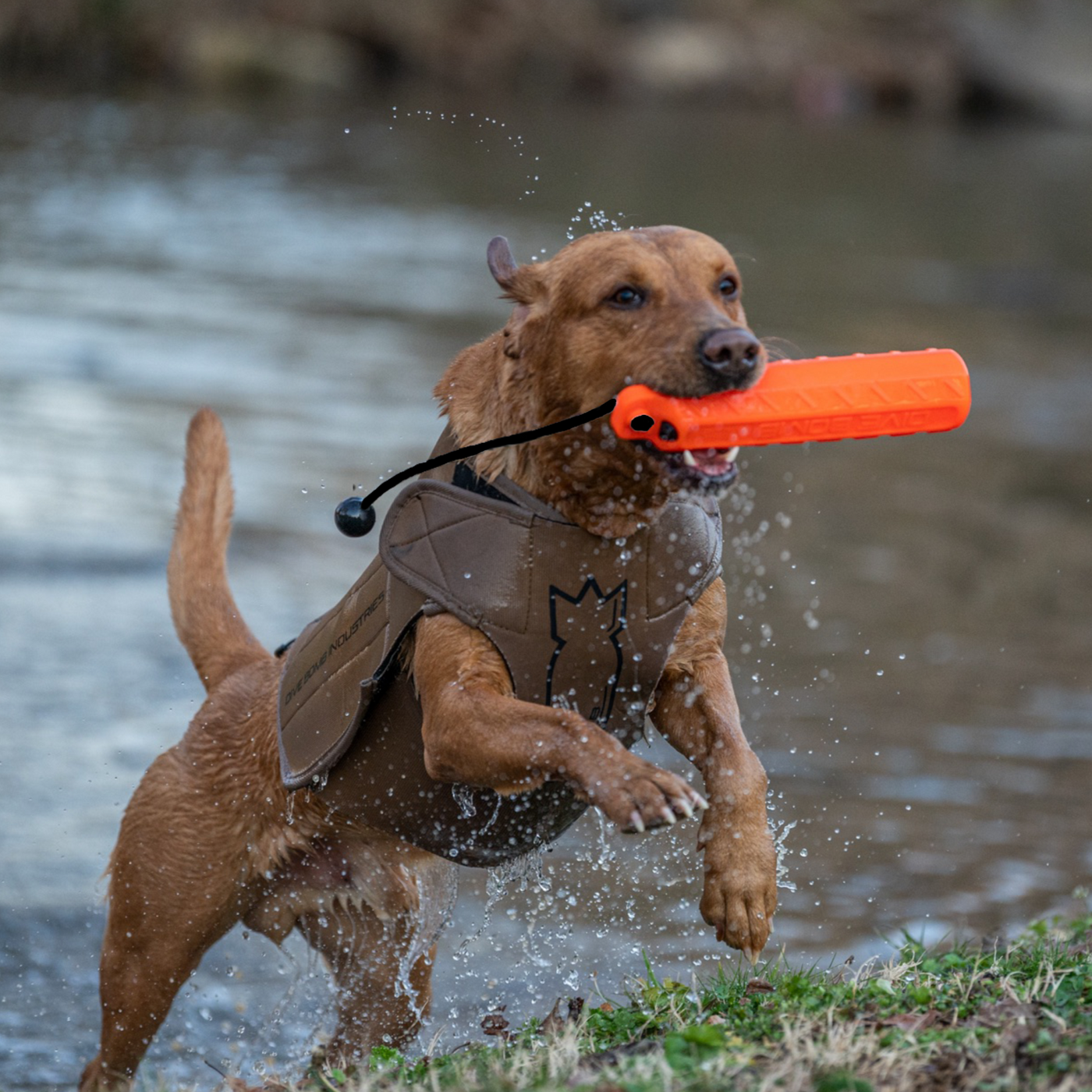 Dog Bumpers