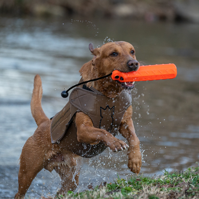 Dog Bumpers