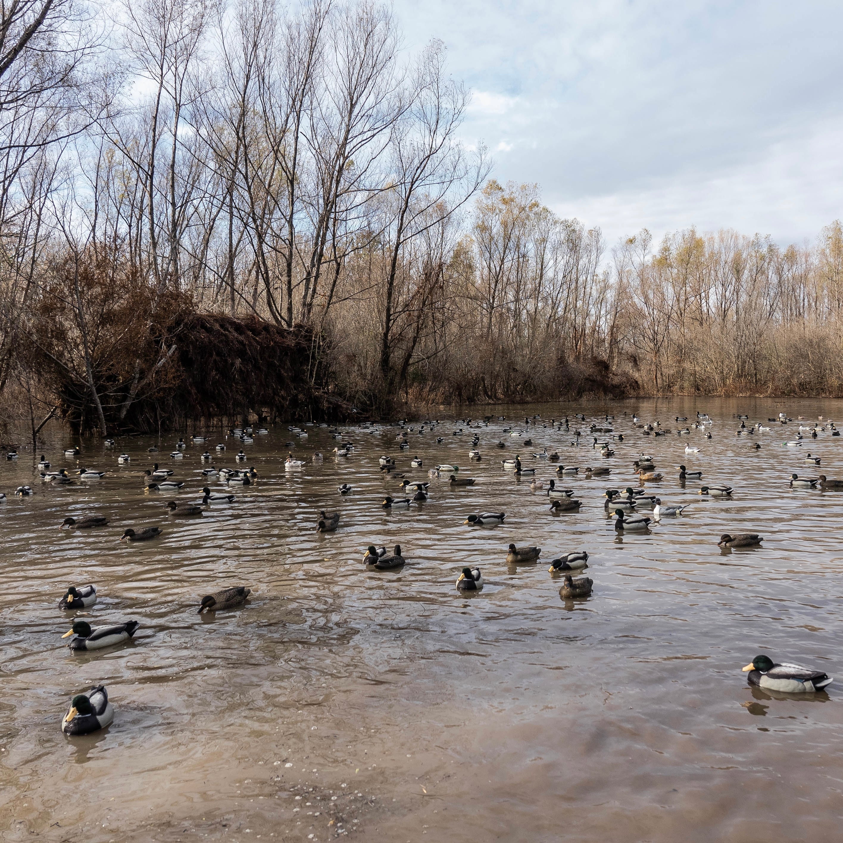 Fully Flocked Mallard Floaters Floaters