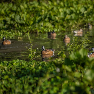 F1 Blue-winged Teal Floaters