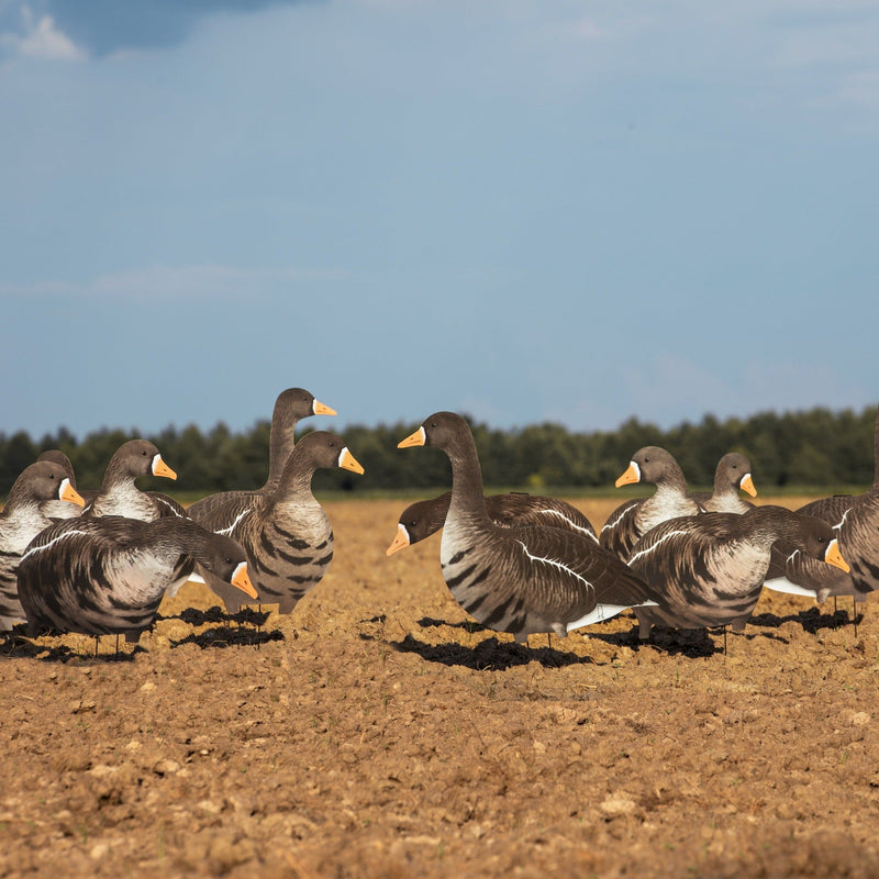 Alternate Specklebelly Goose Silhouettes silhouettes