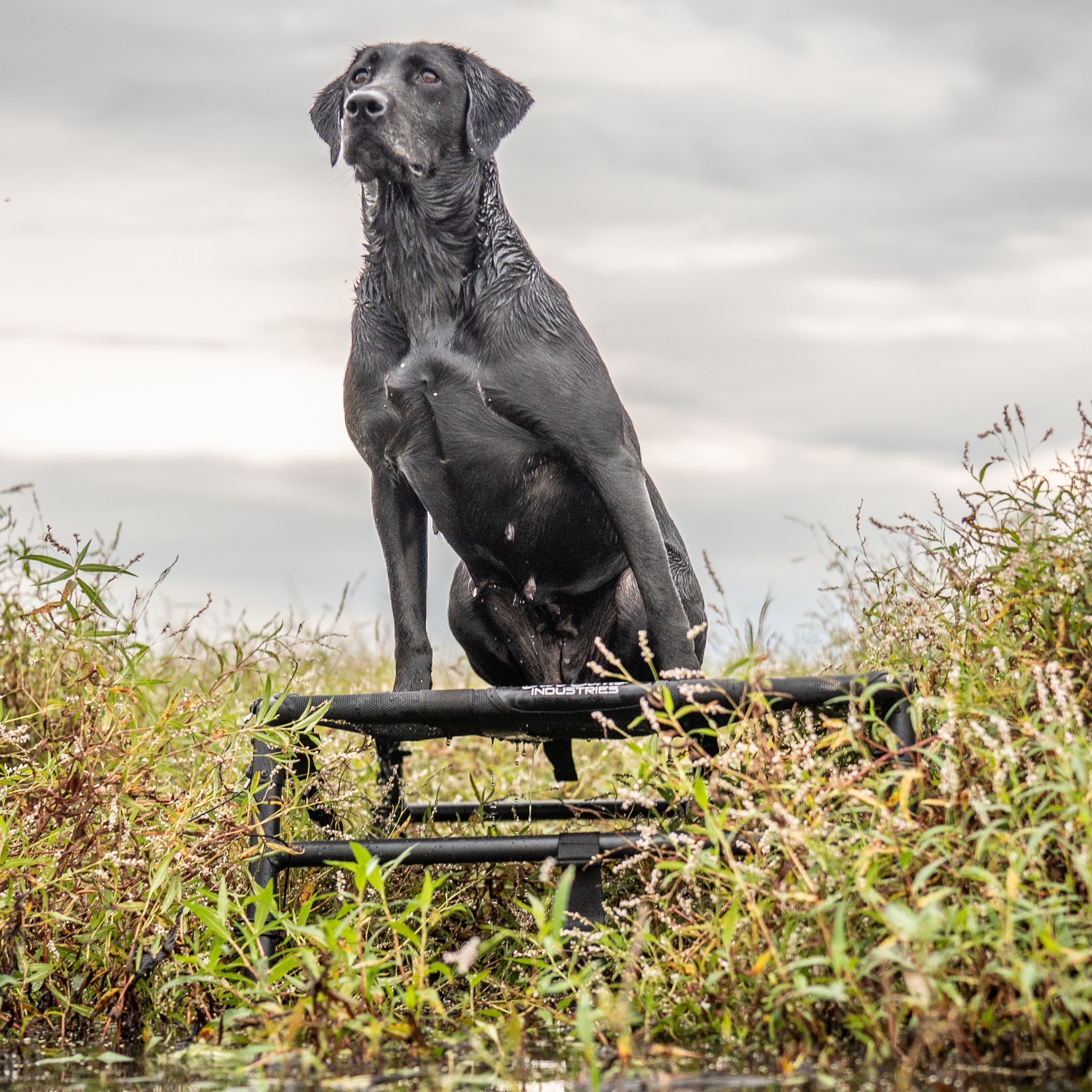 Hunting Dog Stand