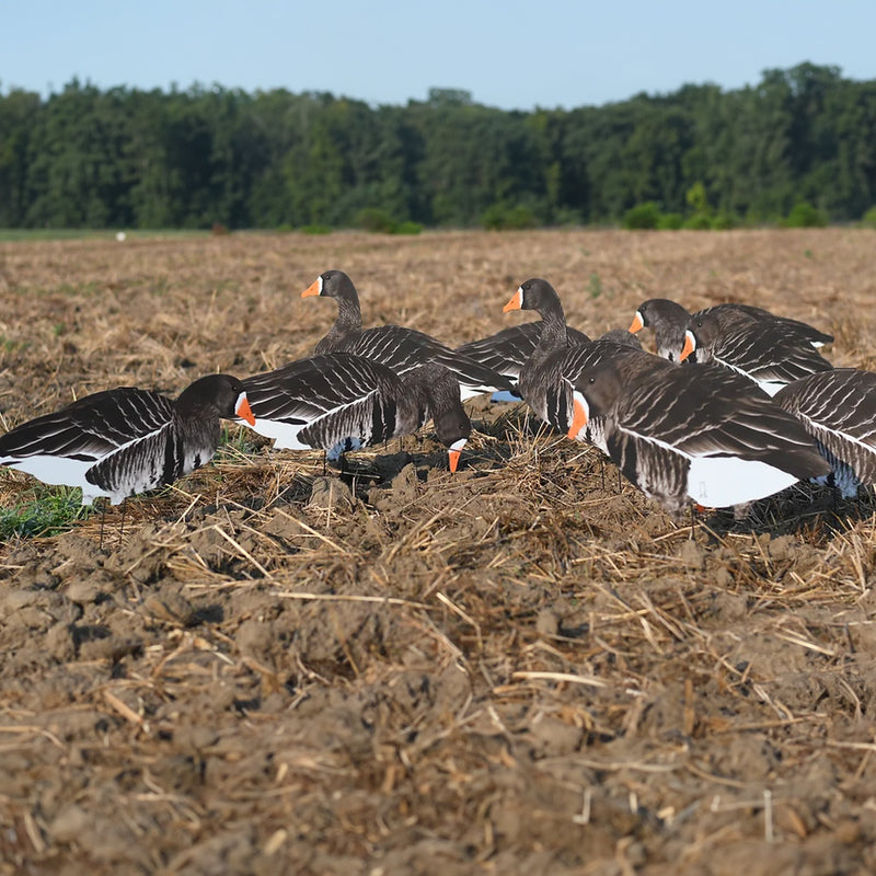 Specklebelly Goose Silhouettes 1 dz