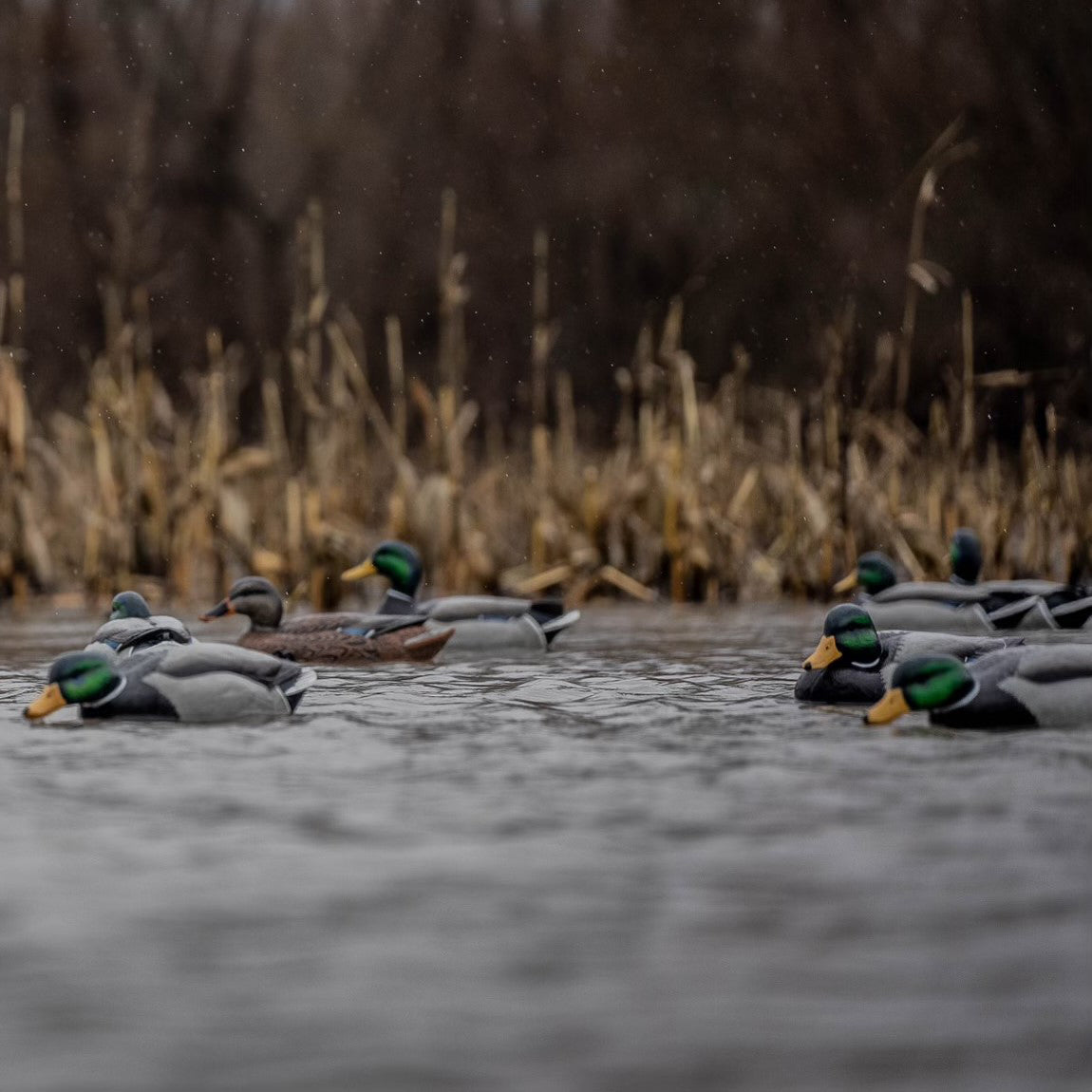 F1 Mallard Floaters