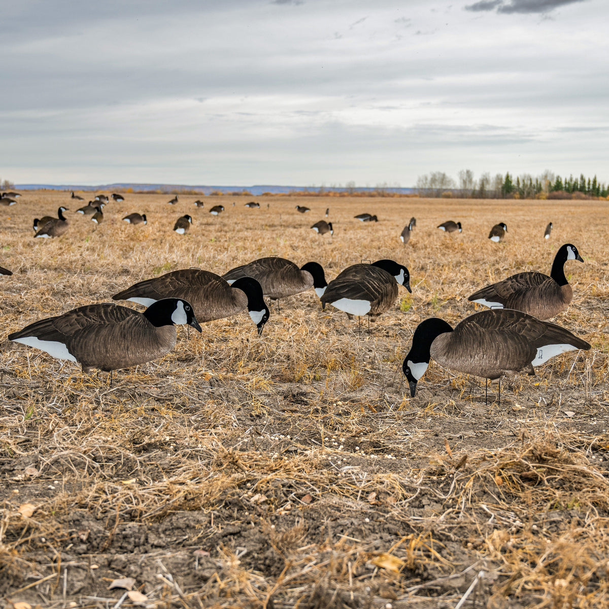 Canada Goose Silhouette Decoys | Dive Bomb Industries