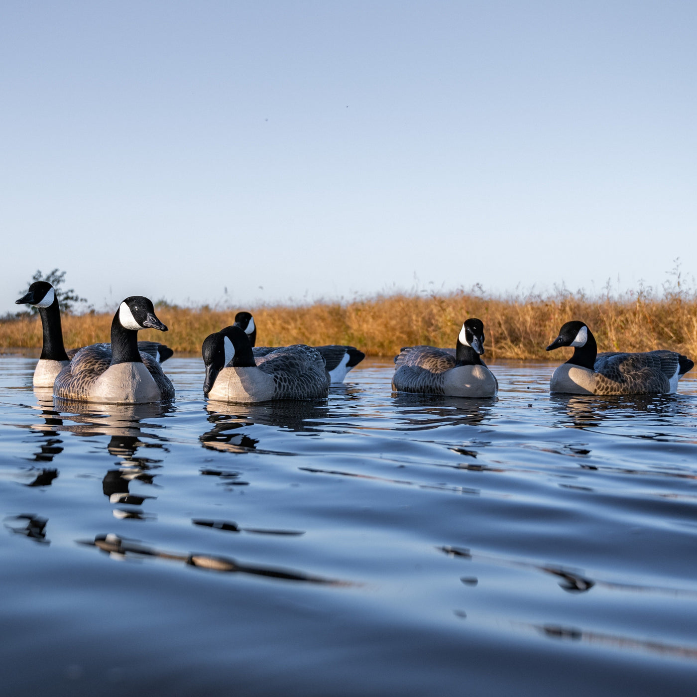 F1 Flocked Canada Floaters