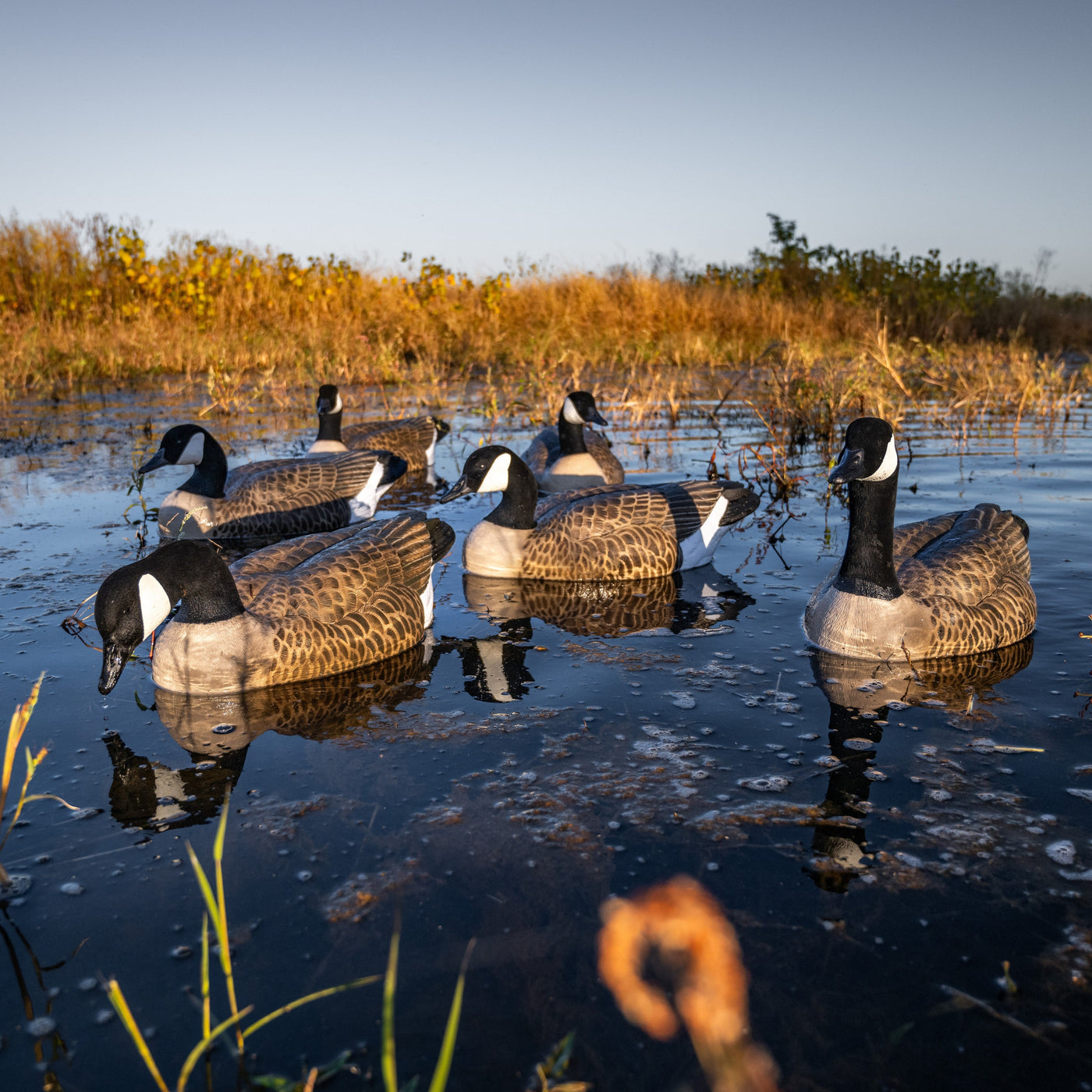 F1 Flocked Canada Floaters