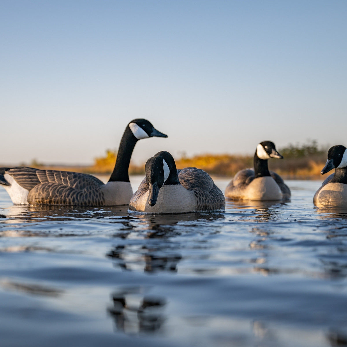 Goose Floaters | Realistic & Durable Decoys – Dive Bomb Industries