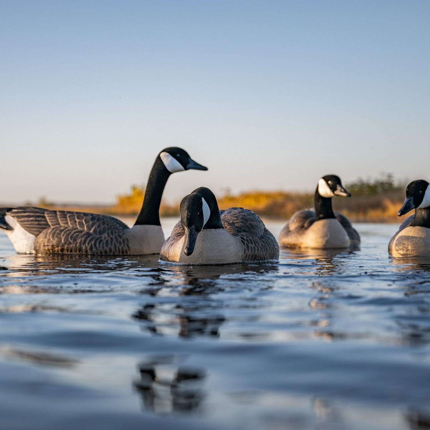 F1 Flocked Canada Floaters