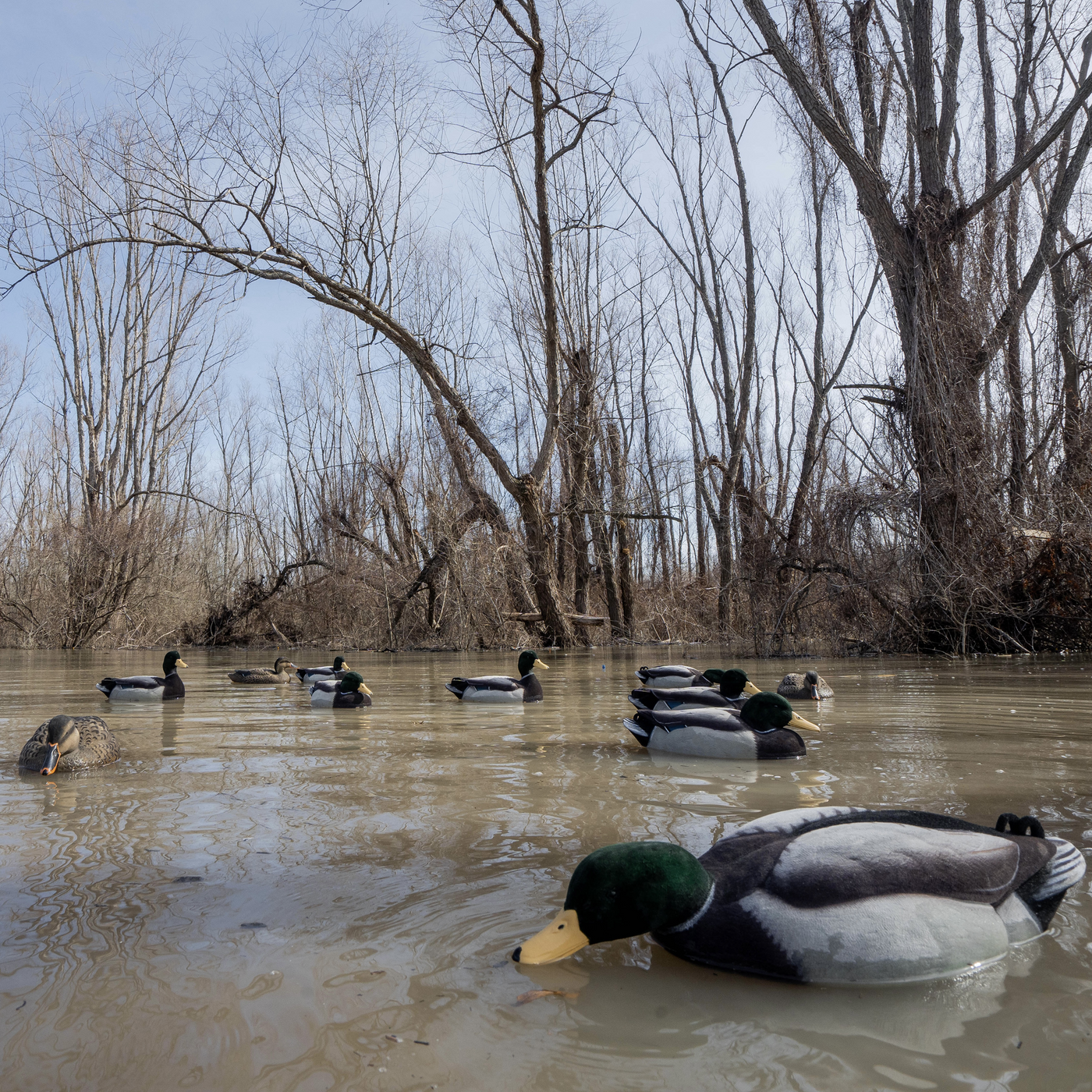 F1FF (Fully Flocked) Mallard Floaters