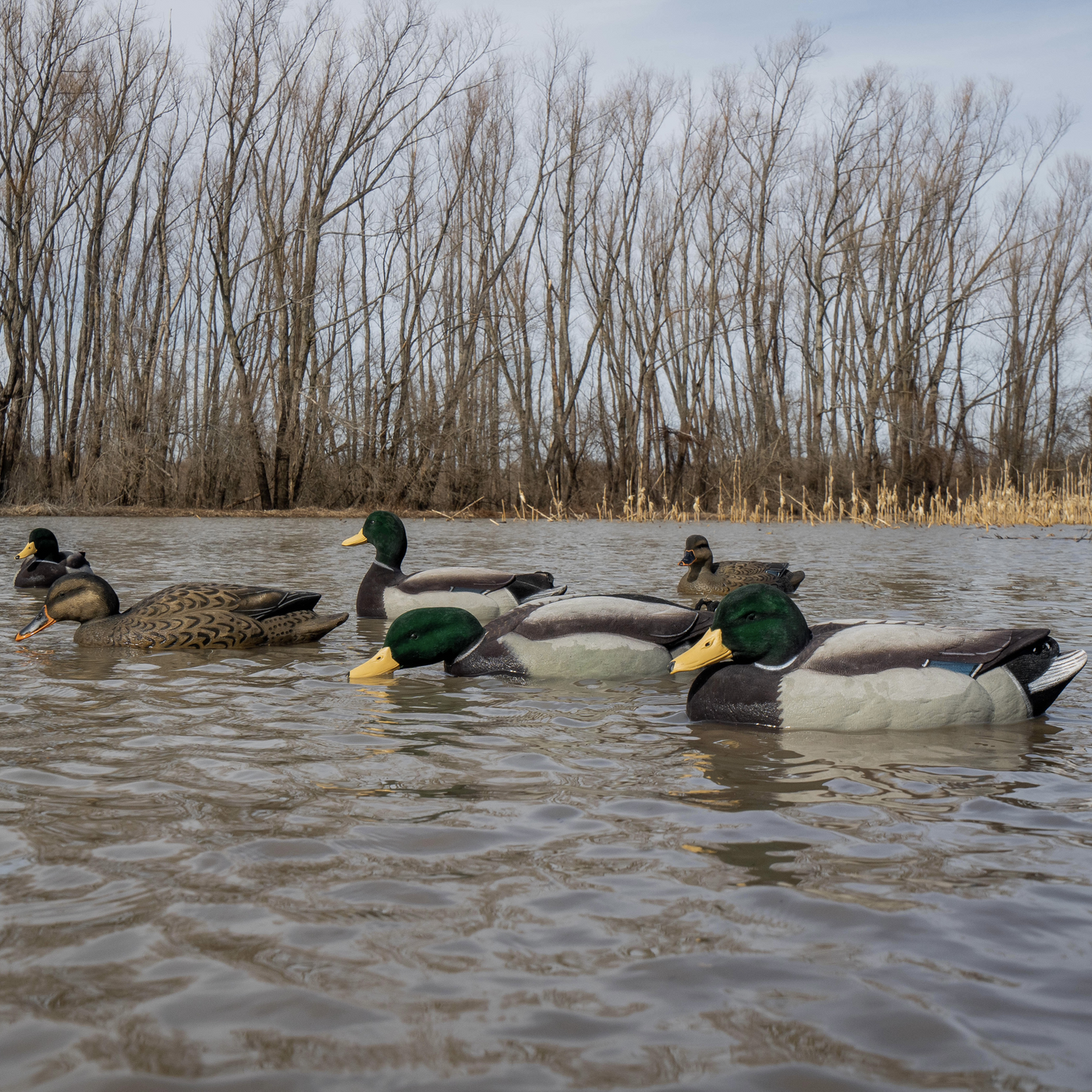 F1FF (Fully Flocked) Mallard Floaters