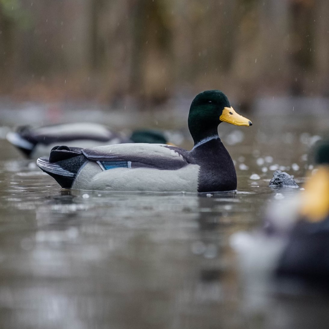 F1FF (Fully Flocked) Mallard Floaters