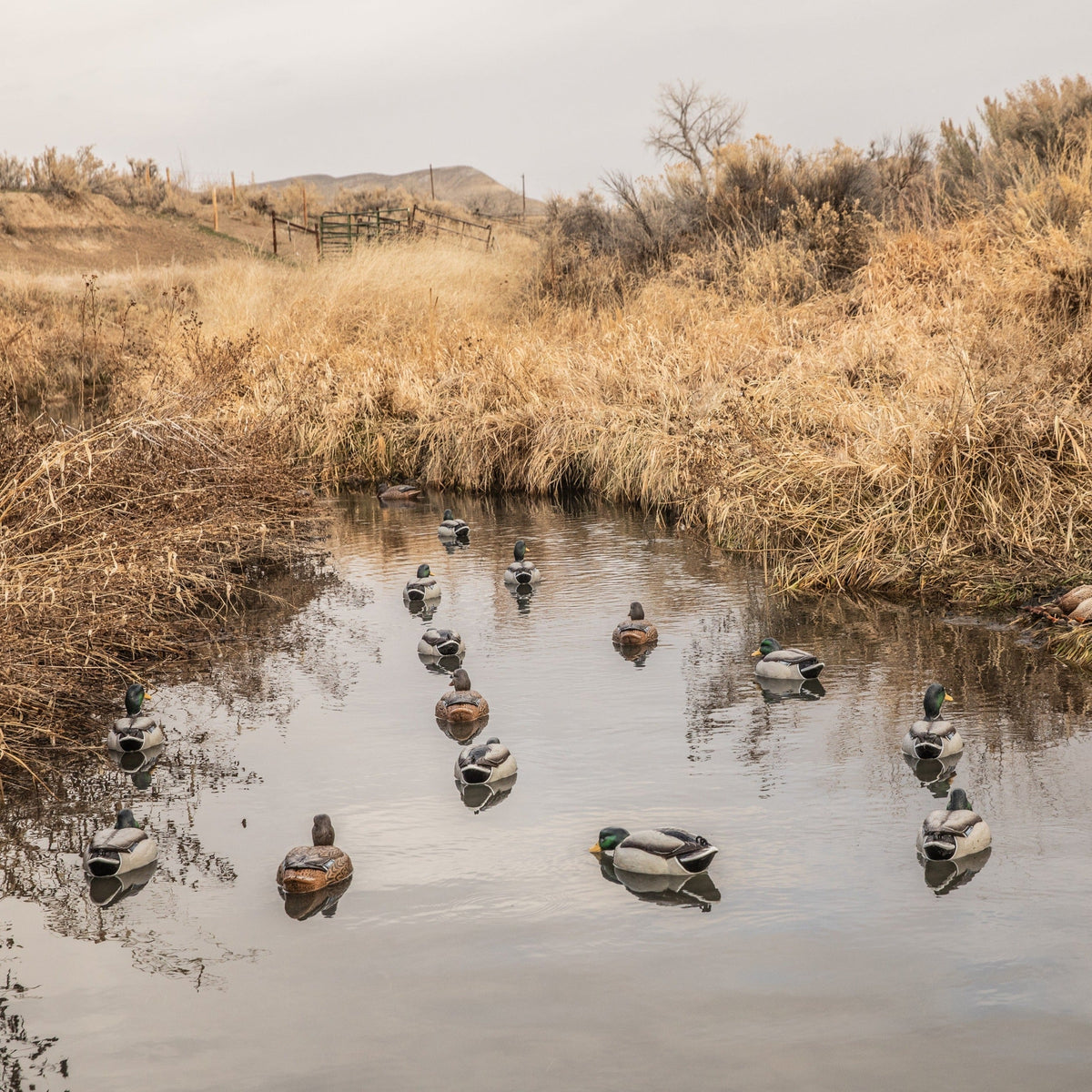 Mallard Floaters | Realistic & Durable Duck Hunting Decoys – Dive Bomb ...