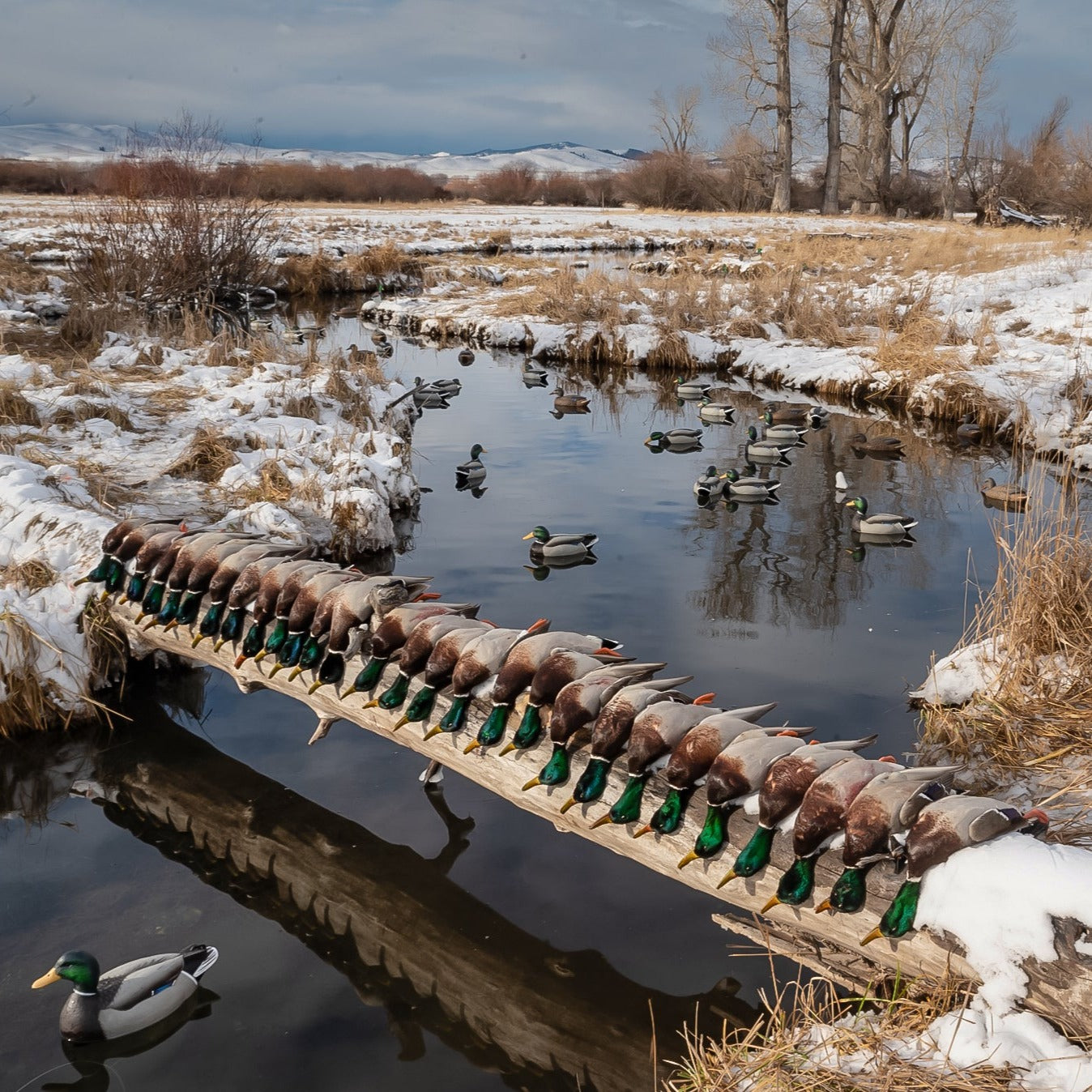 F1 Mallard Floaters