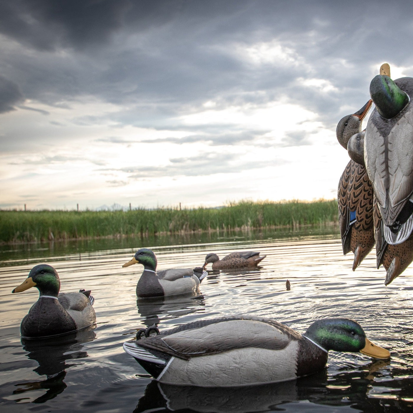 F1 Mallard Floaters