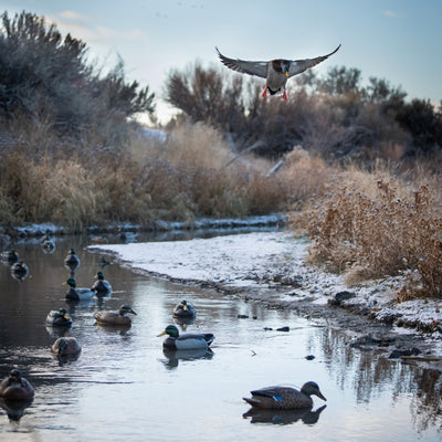 F1 Mallard Floaters