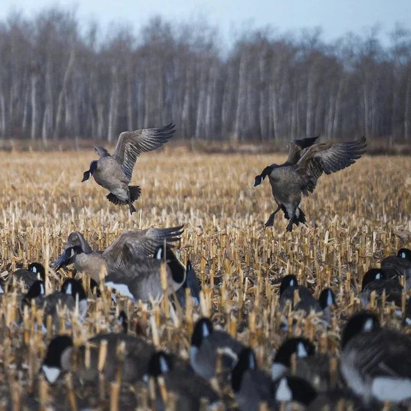 Flocked Sleeper Canada Goose Silhouettes silhouettes