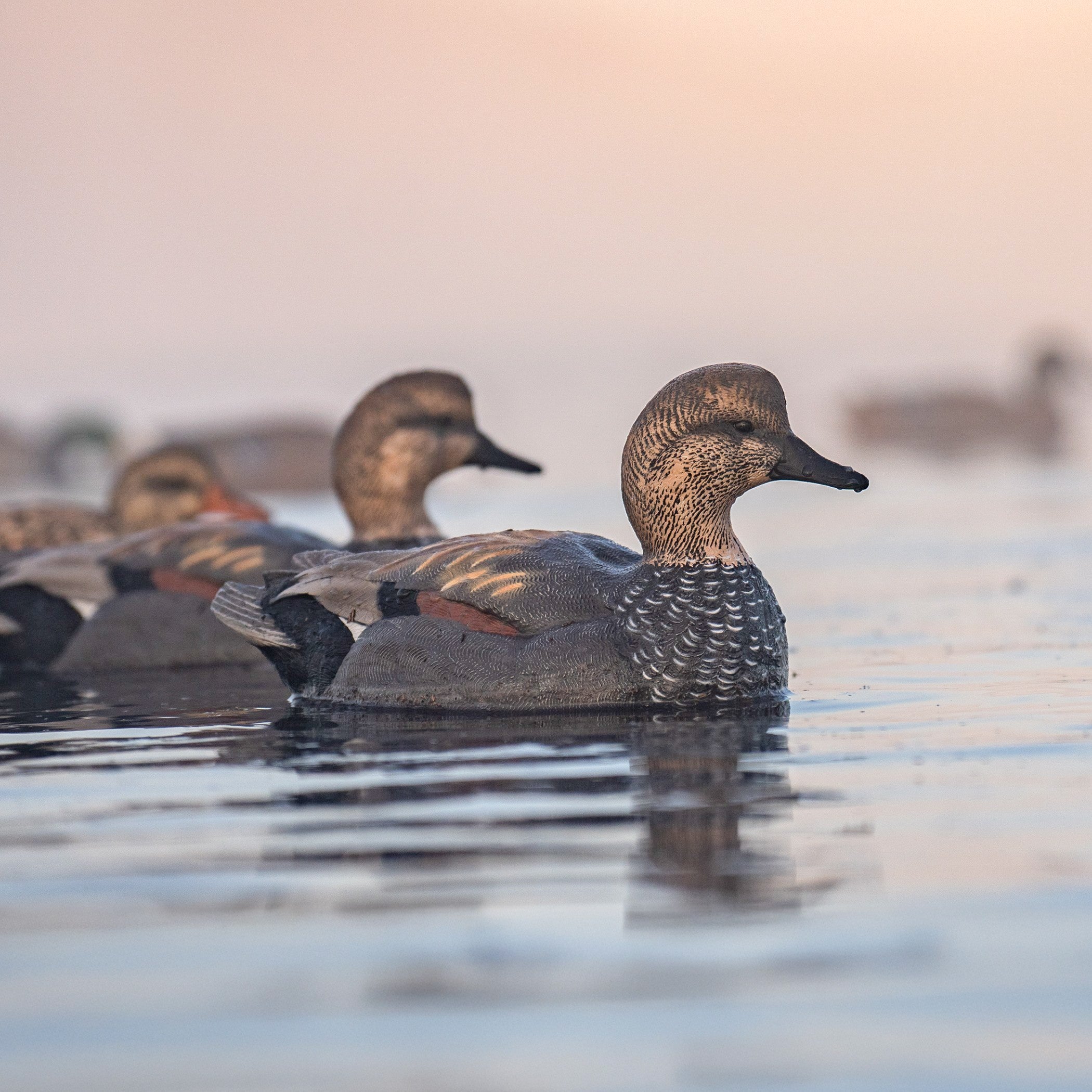 Gadwall Floaters