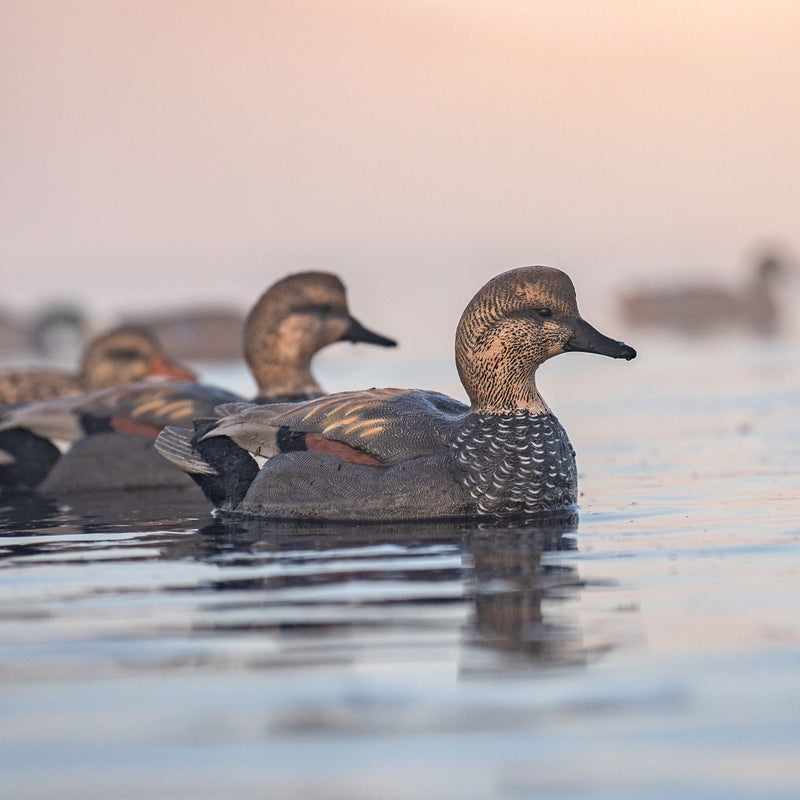 Gadwall Floaters Floaters