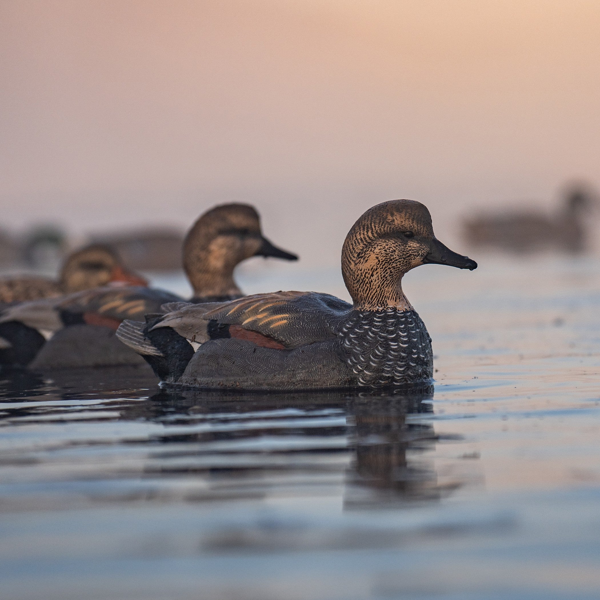Gadwall Floaters Floaters 6 pack