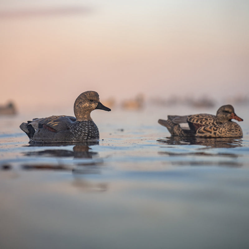 Gadwall Floaters Floaters