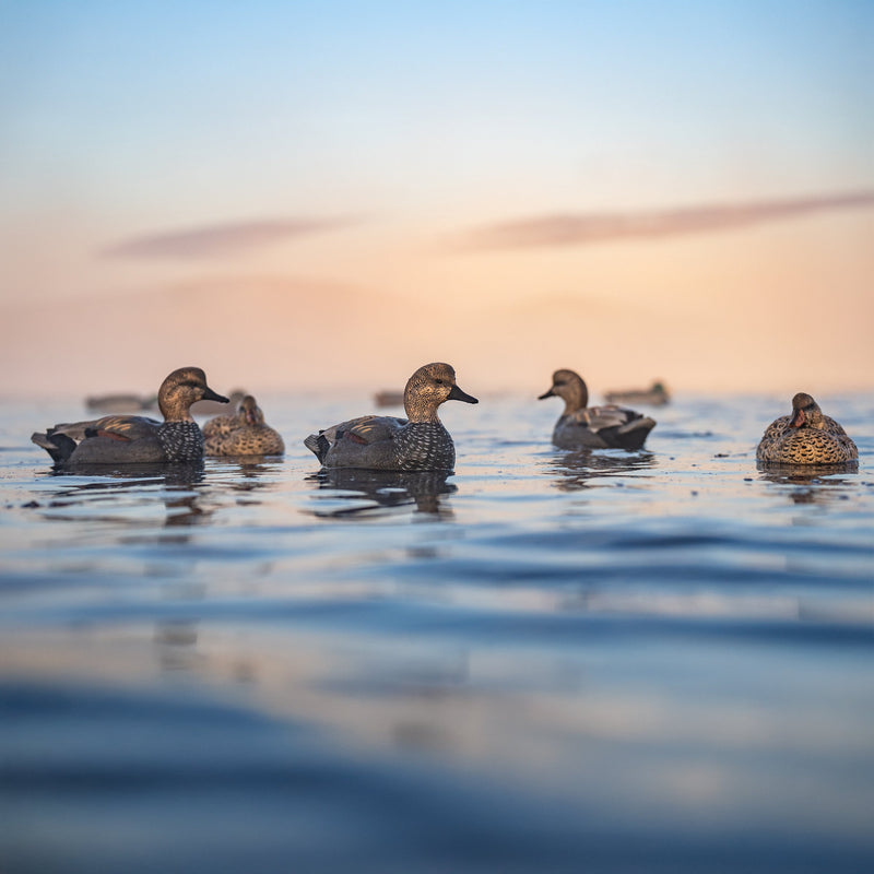 Gadwall Floaters Floaters