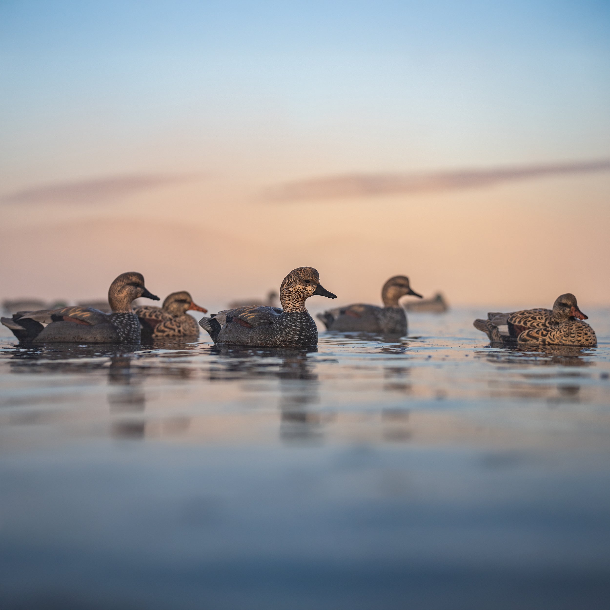 Gadwall Floaters Floaters