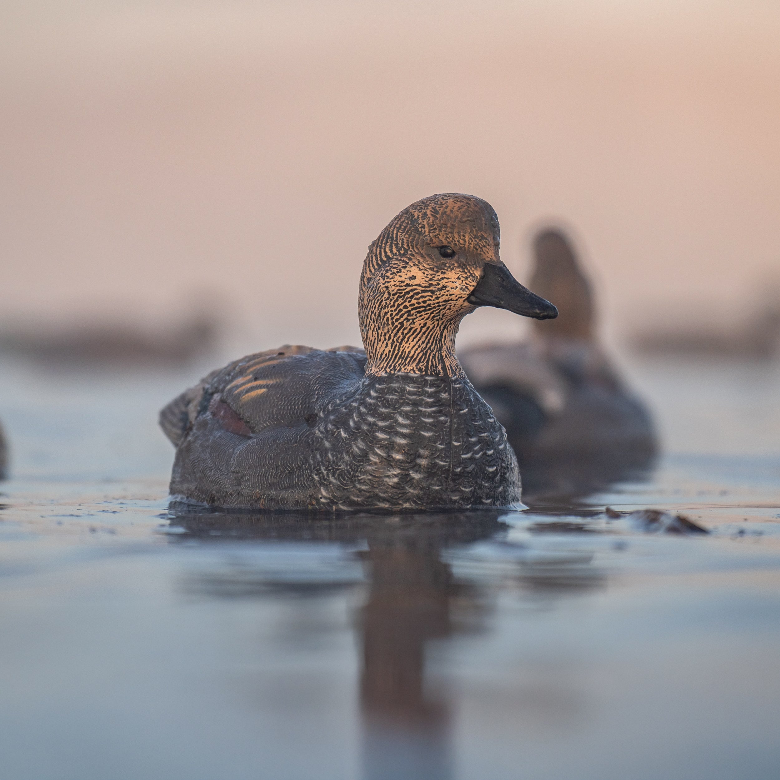 Gadwall Floaters Floaters