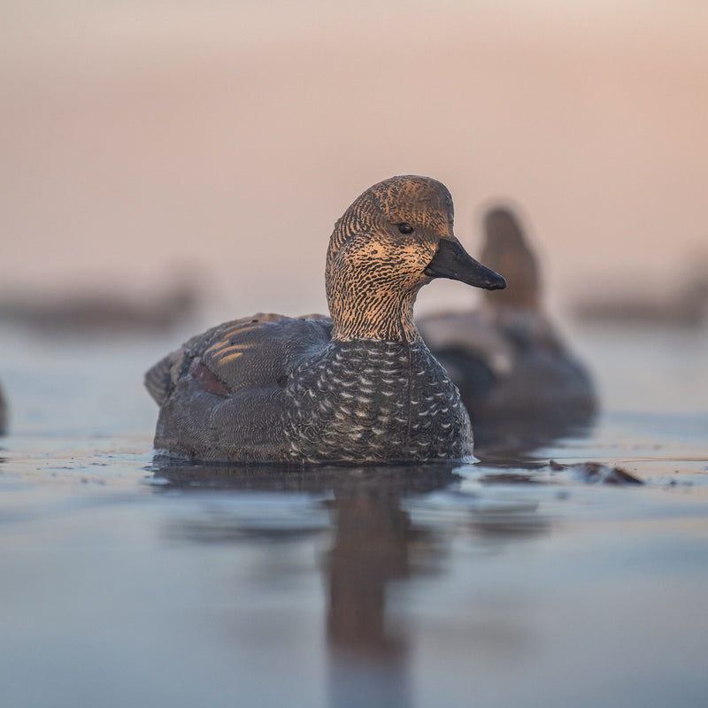 Gadwall Floaters Floaters
