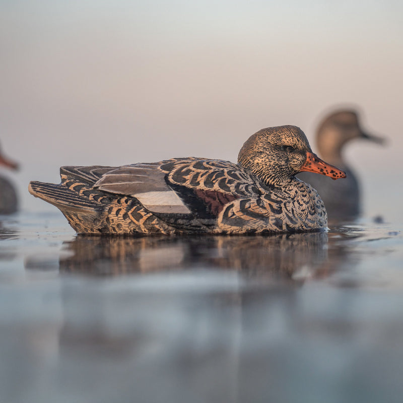 Gadwall Floaters Floaters