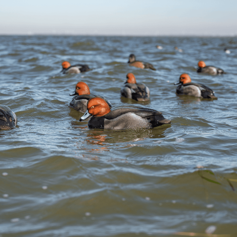 Redhead Floaters Floaters