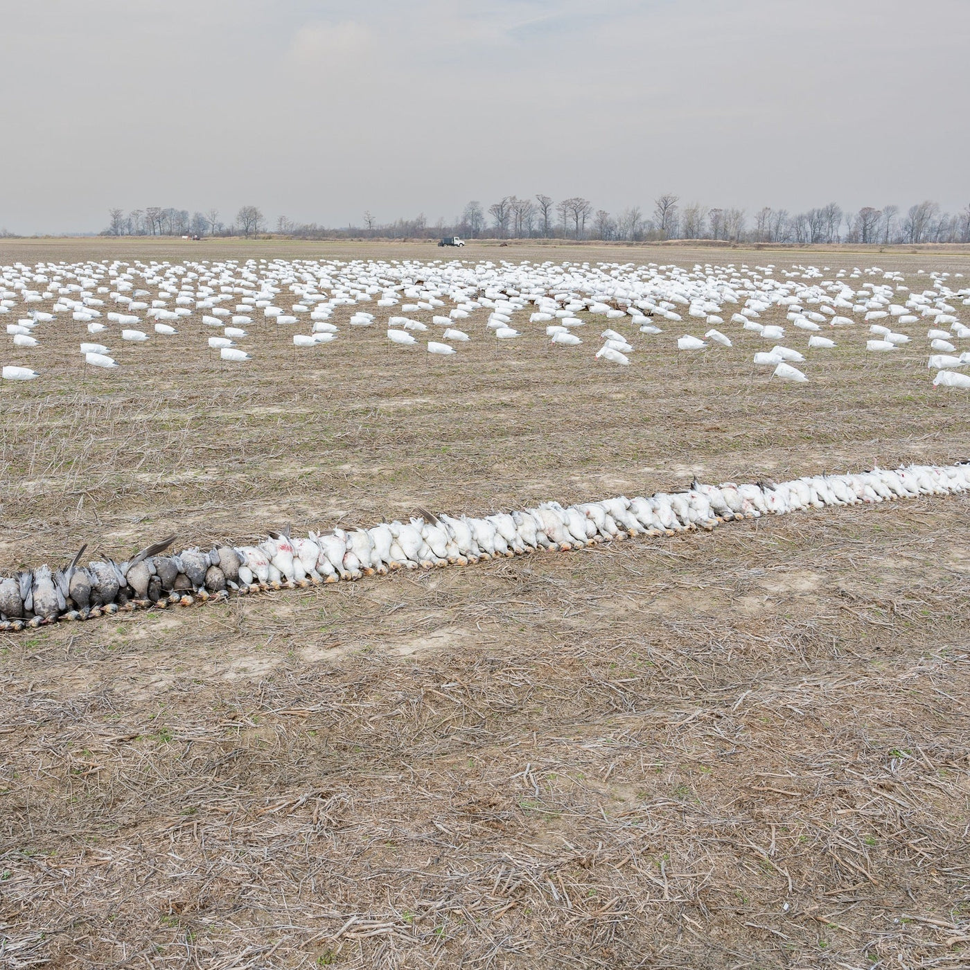 S3HL (Headless) Snow Goose Socks