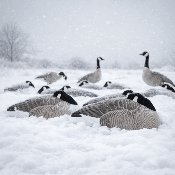Sleeper Canada Shells | Realistic Resting Goose Decoys – Dive Bomb ...