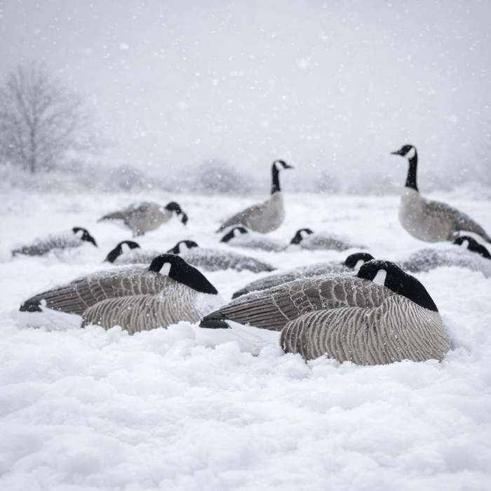 Sleeper Canada Shells | Realistic Resting Goose Decoys – Dive Bomb ...