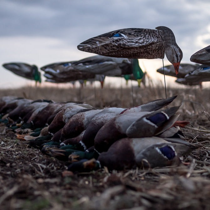 S3i Mallard Socks