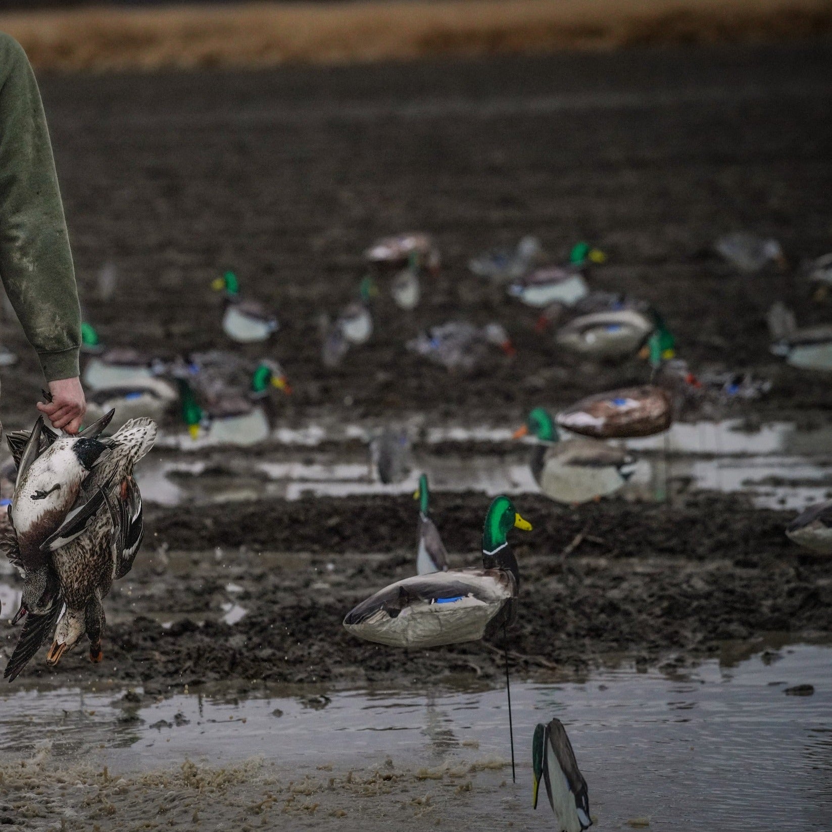 Mallard Socks socks