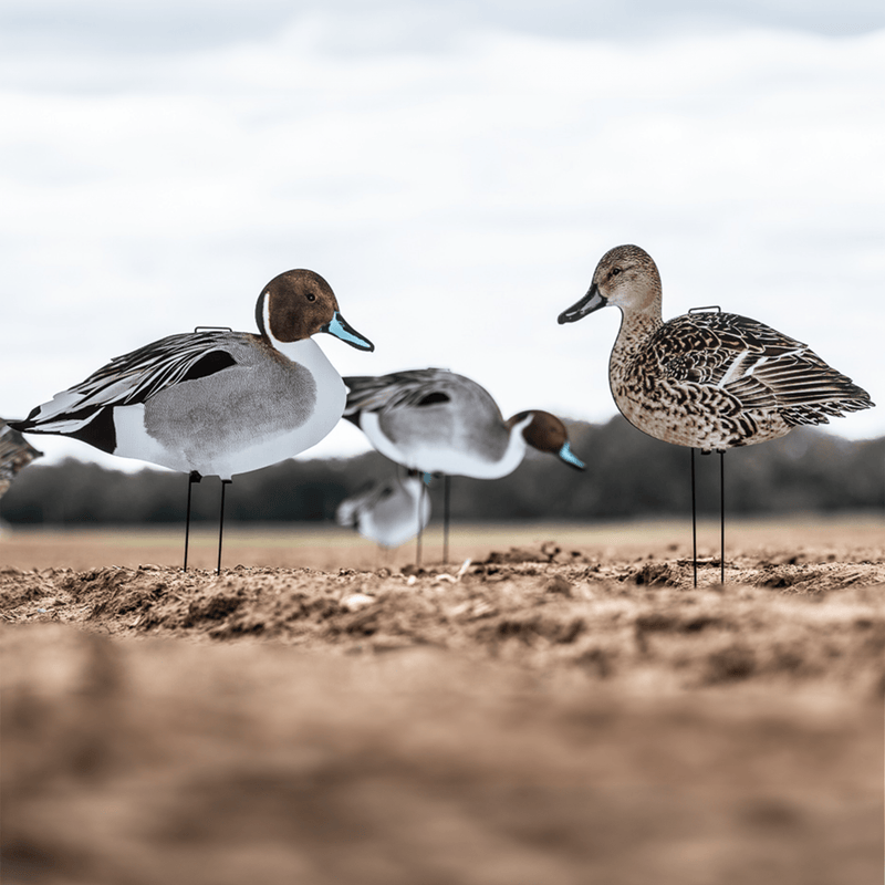 Pintail Silhouettes silhouettes 1 dz