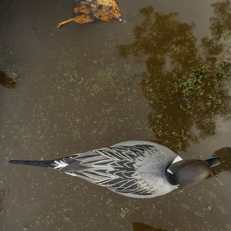 F1 Pintail Floaters