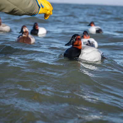 F1 Canvasback Floaters