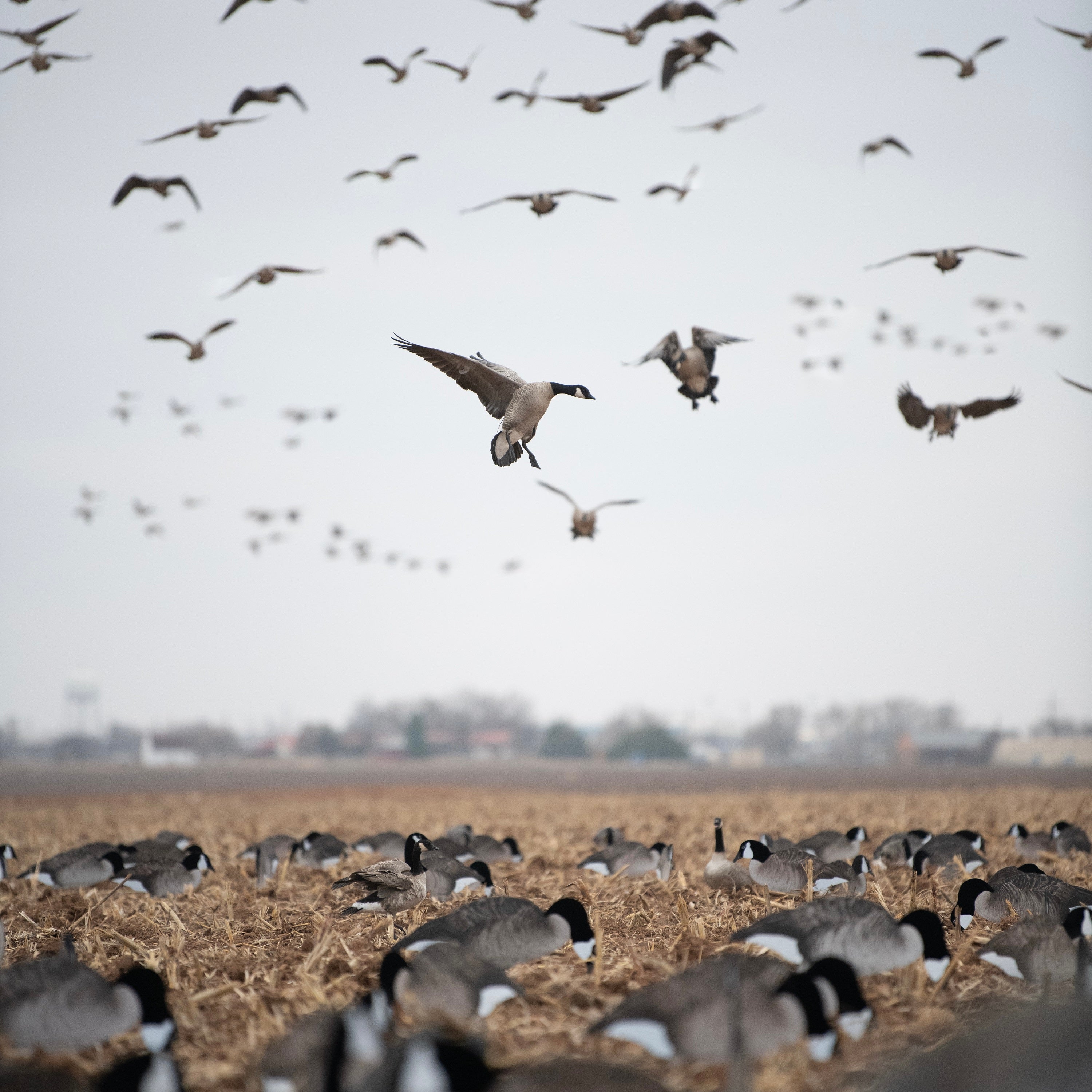 Flocked Canada Goose Silhouettes