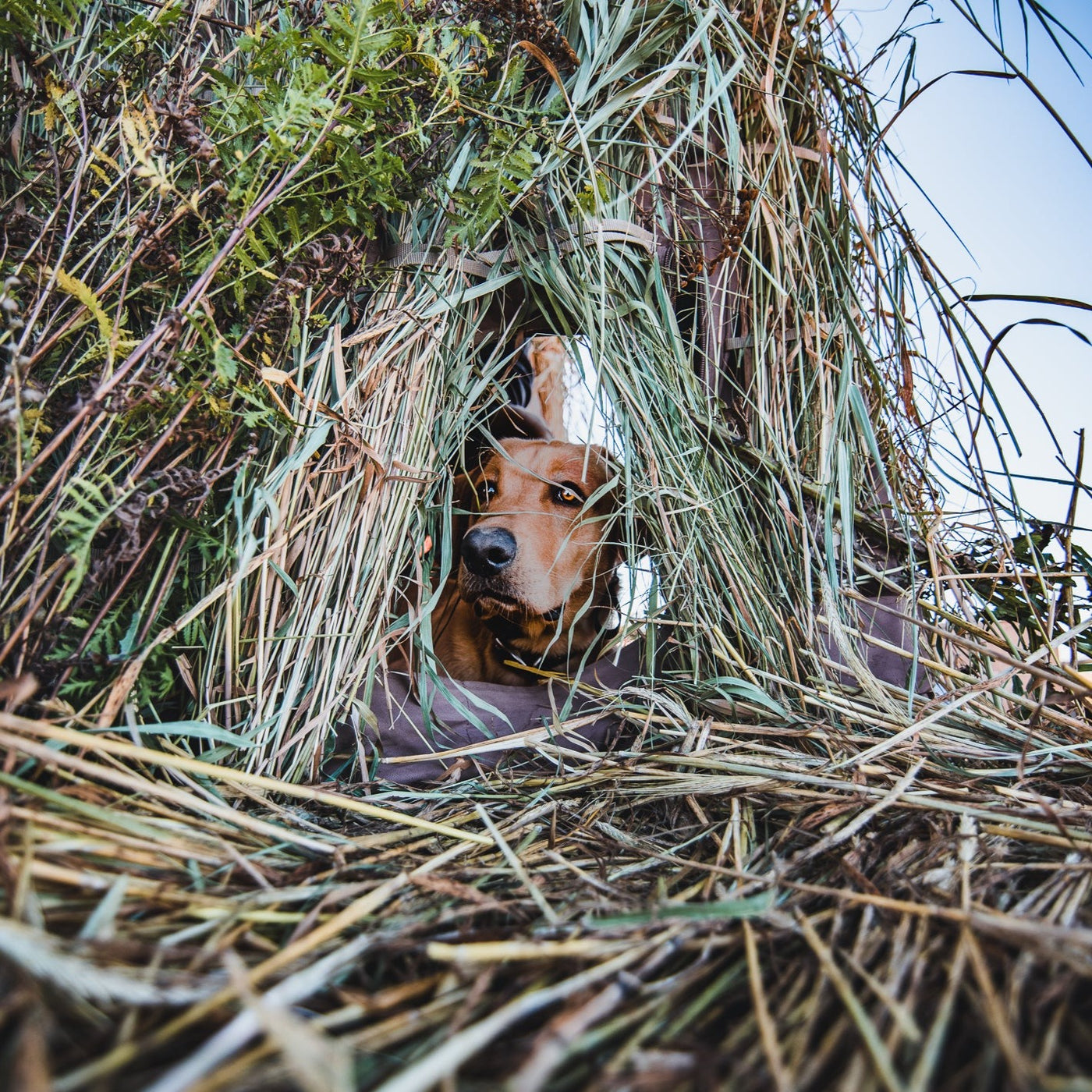 HyVert Field Blind