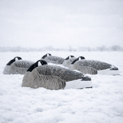 Sleeper Canada Shells | Realistic Resting Goose Decoys – Dive Bomb ...