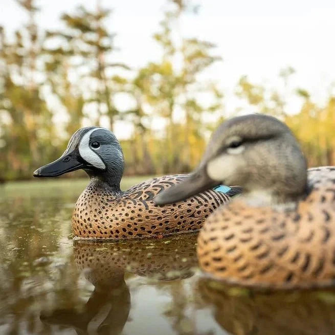 Blue-winged Teal Floaters Floaters