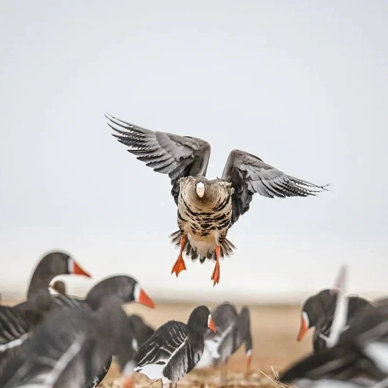 Specklebelly Goose Silhouettes 1 dz