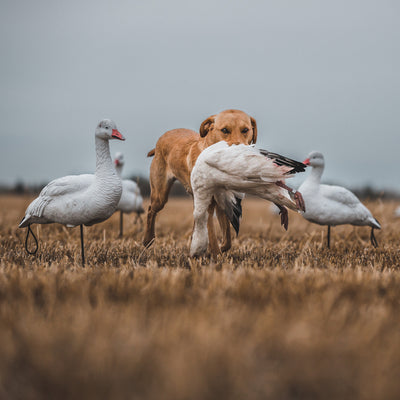 FB Snow Goose Full Bodies