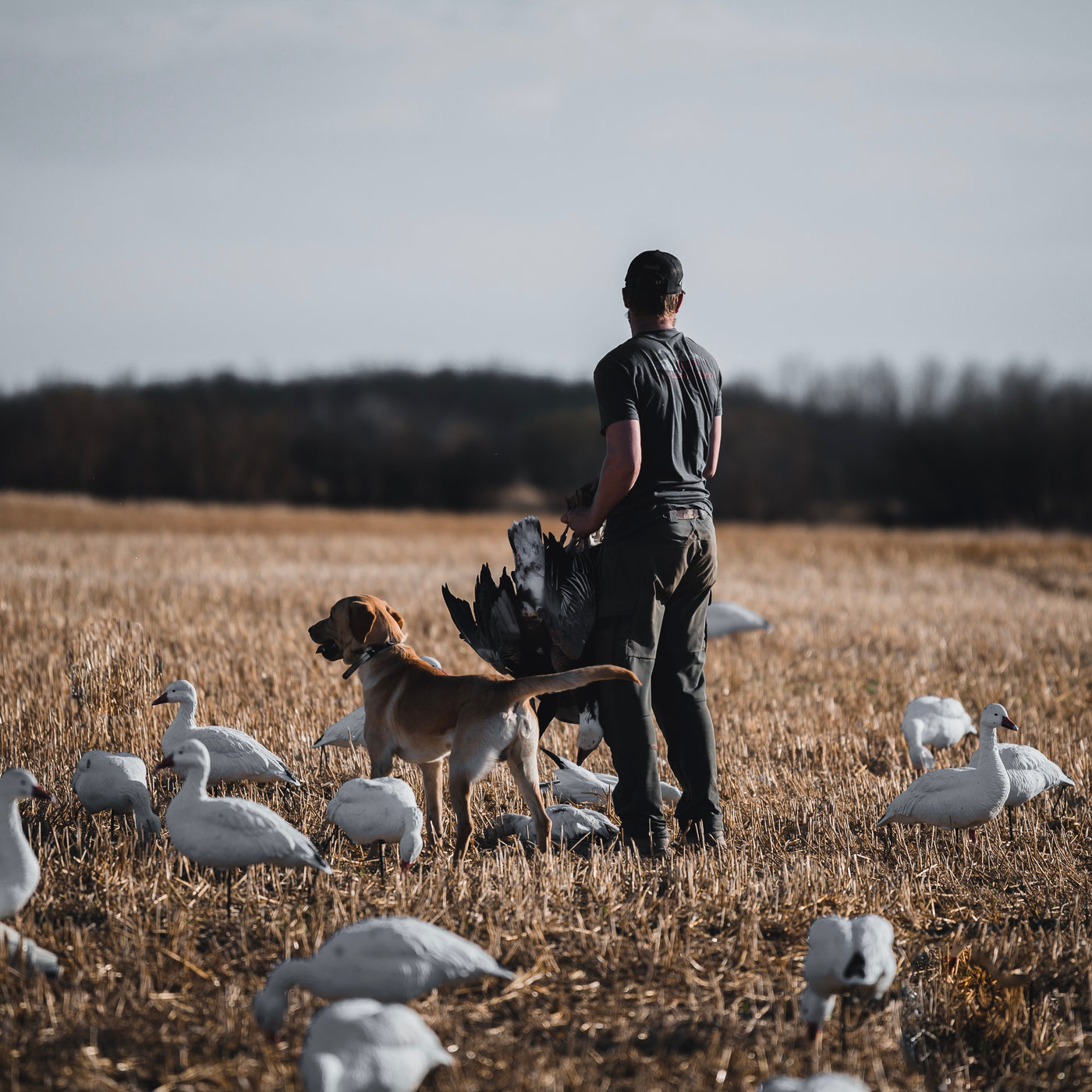FB Snow Goose Full Bodies